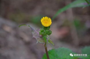 摸清中藥資源家底，深入發掘中藥精華 中草藥科技領域技術咨詢的使命與路徑